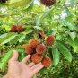 Grafted PULASAN (Nephelium mutabile) Exotic Live Fruit Tree 24”-36” PURPLE