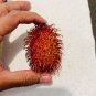 Long Seed Big Rambutan (Nephelium lappaceum) Living Fruit Tree 4’-6’