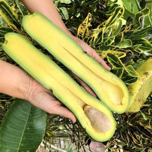 GRAFTED AVOCADO LONG NECK (WILSON POPENOE) LIVE FRUIT TREE 12&acirc;��-24&acirc;��