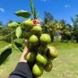 Grafted Spanish Lime / Quenepa (Melicoccus bijugatu) tropical fruit tree 15”-20”