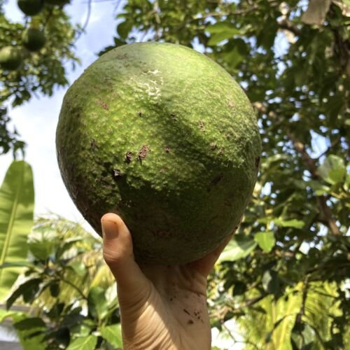 GRAFTED AVOCADO MARCUS PUMPKIN *EXTRA LARGE* LIVE FRUIT TREE 12&acirc;��-24