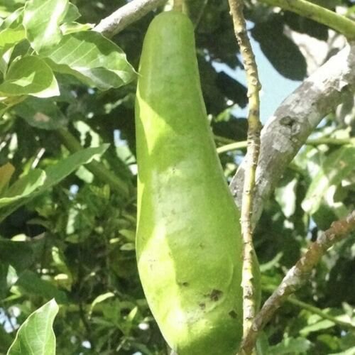GRAFTED AVOCADO WILSON POPENOE LIVE FRUIT TREE 12&acirc;��-24&acirc;��