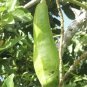 GRAFTED AVOCADO WILSON POPENOE LIVE FRUIT TREE 12”-24”