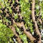 Jaboticaba (Plinia cauliflora) Tropical Living Fruit Tree 12”-18”