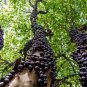 Jaboticaba (Plinia cauliflora)tropical live tree