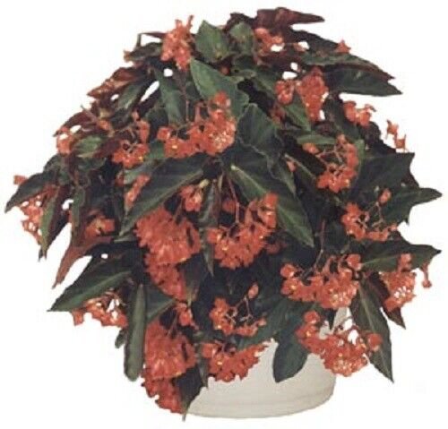 Angelwing Begonia "Torch Red" Well Rooted Starter Plant**SHIPS WITHOUT POT