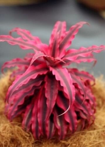 RUBIN STAR Cryptanthus bivittatus AKA Earth Star Bromeliad~~SMALL STARTER PLANT