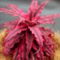 RUBIN STAR Cryptanthus bivittatus AKA Earth Star Bromeliad~~SMALL STARTER PLANT