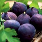 ~~LSU Purple Fig~~Ficus carica~~Live STARTER Plant