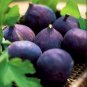 ~~LSU Purple Fig~~Ficus carica~~Live STARTER Plant