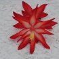 Cactus Starter Plant ~~Exotic Dancer~~ Schlumbergera Truncata