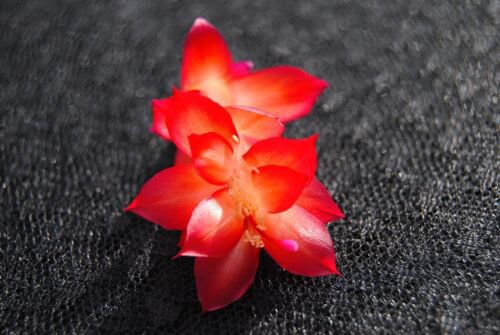 Cactus Starter Plant ~~Vista Sun~~ Schlumbergera Truncata