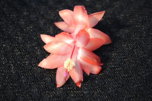 Cactus Starter Plant ~~Orange Blossom~~ Schlumbergera Truncata
