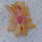 Cactus Starter Plant ~~Lorreine LeClerc~~ Schlumbergera Truncata
