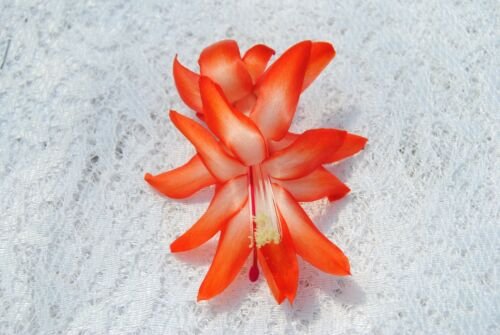 Cactus Starter Plant ~~Desert Sun~~ Schlumbergera Truncata