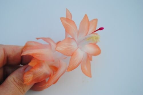 Cactus Starter Plant ~~Chinese Dragon~~ Schlumbergera Truncata