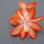 Cactus Starter Plant ~~Stephanie~~ Schlumbergera Truncata