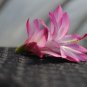 Cactus Starter Plant ~~Angel Wings~~ Schlumbergera Truncata