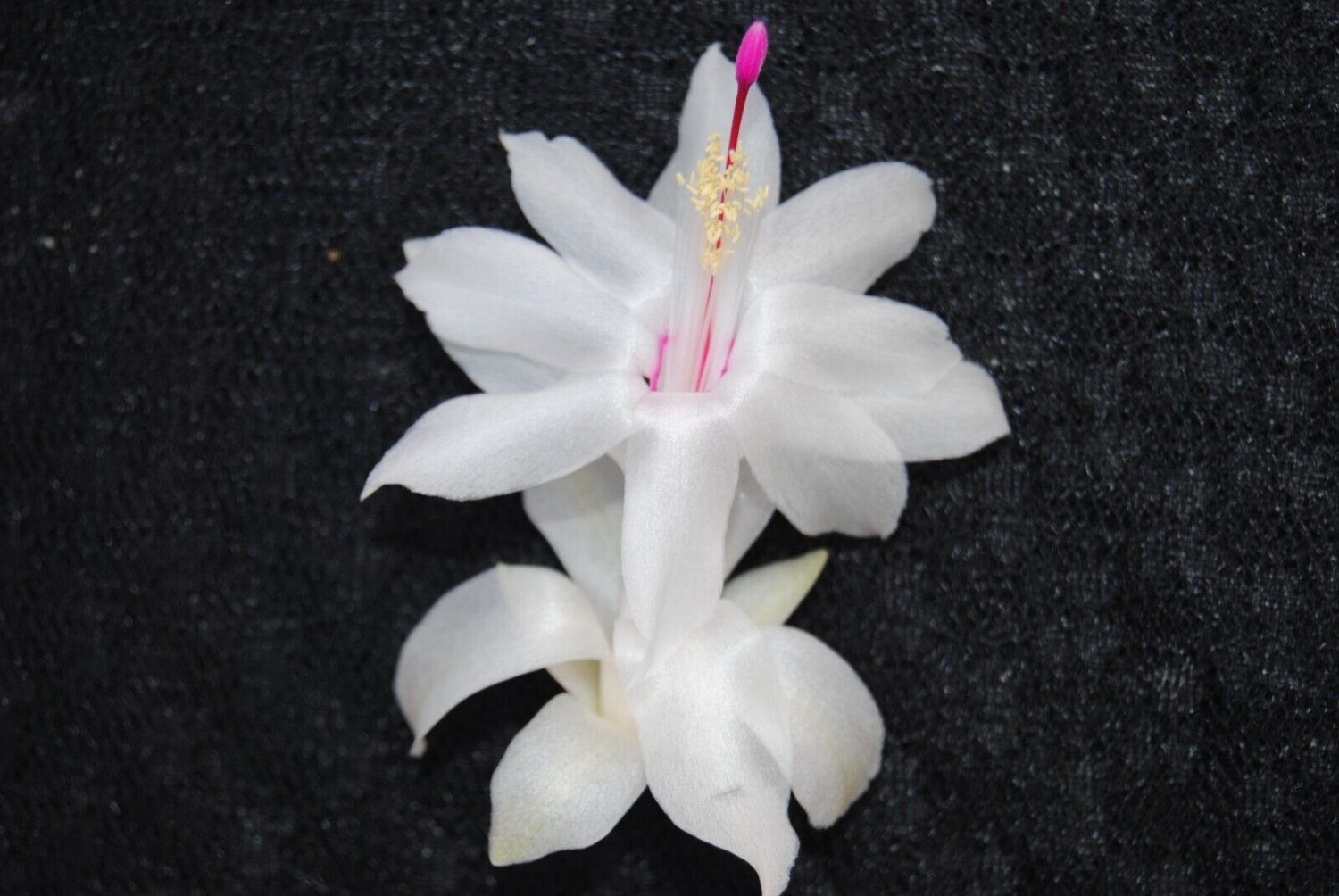 Cactus Starter Plant ~~White Knight~~ Schlumbergera Truncata