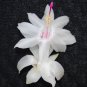 Cactus Starter Plant ~~White Knight~~ Schlumbergera Truncata