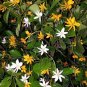 ~RARE GOLDEN GARDENIA TUBIFERA PLANT~BLOOM OPENS WHITE AGES TO GOLDEN YELLOW