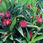 SCORPIO**Illicium Hybrid Anise-Tree Star Flower
