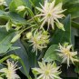 Orion**Illicium Hybrid Anise-Tree Star Flower