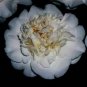 SNOW CHAN**Unique Bloom**Camellia Japonica-Live Starter Plant