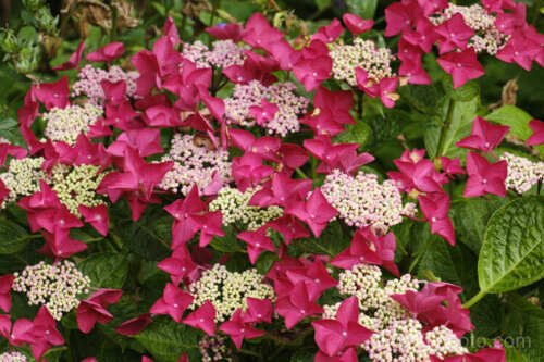 CHERRY EXPLOSION**Hydrangea Starter Plant