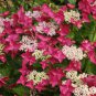 CHERRY EXPLOSION**Hydrangea Starter Plant