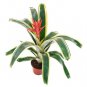 FELICE**Aechmea Bromeliad Live UNROOTED Starter Plant/Pup-Ships Bare