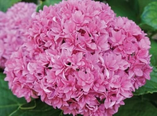 ROSY SPLENDOR**Hydrangea Starter Plant**Lovely Unique Baby Pink Blooms