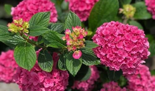 RUBY BLOSSOM**Hydrangea Starter Plant