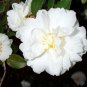 MINE-NO-YUKI**Camellia Japonica--Live STARTER Plant-BEAUTIFUL RUFFLED PETALS
