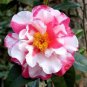 CHARLEAN VAREIGATED**Camellia Japonica-Starter Plant -GORGEOUS BI COLOR BLOOMS