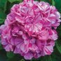 *SWEET FANTASY*Hydrangea Starter Plant*Light Pink Blooms Splashed with Deep Pink
