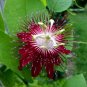 ~~LADY MARGARET~~Red Burgundy Passion Flower Vine Fragrant Live Plant Passiflora