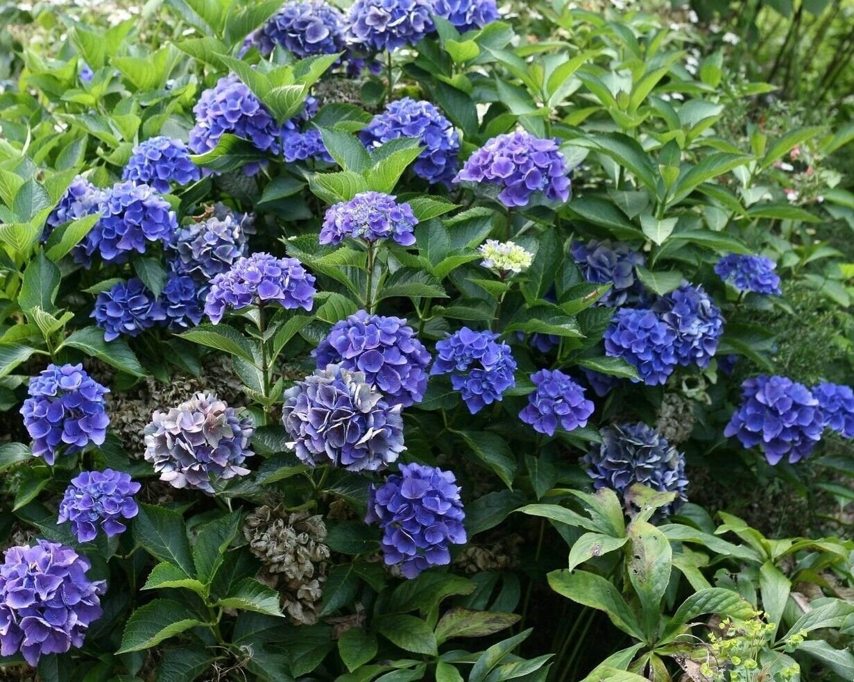 CITYLINE VENICE~~Hydrangea Starter Plant~~DEEP BLUE, LIGHT PINK TO DEEP PINK