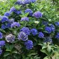 CITYLINE VENICE~~Hydrangea Starter Plant~~DEEP BLUE, LIGHT PINK TO DEEP PINK