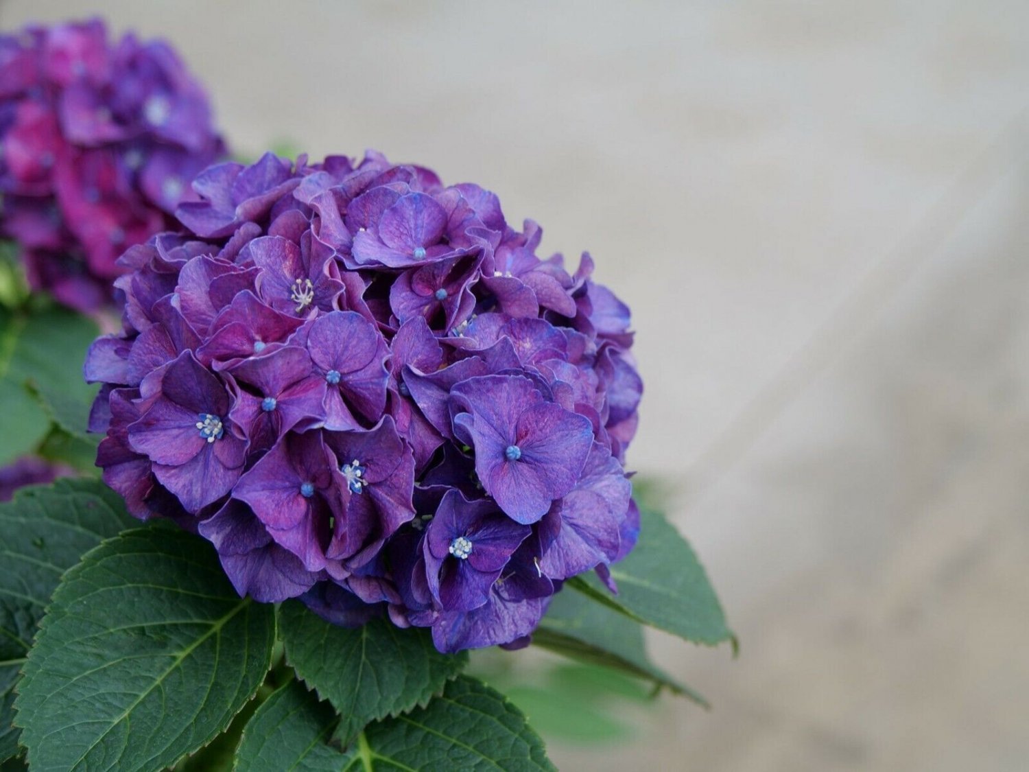WEE BIT GRUMPY~~Hydrangea Starter Plant~~DEEP VIOLET TO RUBY RED~