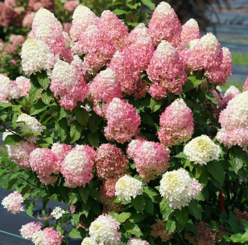 ~~QUICK FIRE FAB~~Hydrangea Starter Plant~Blooms from Snow White to Raspberry!