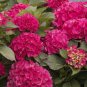 ~~CITYLINE PARIS~~Hydrangea Starter Plant~Blooms from Periwinkle to Raspberry