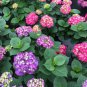 LET'S DANCE BIG BAND~Hydrangea Starter Plant~Blooms from Violet to Hot Pink