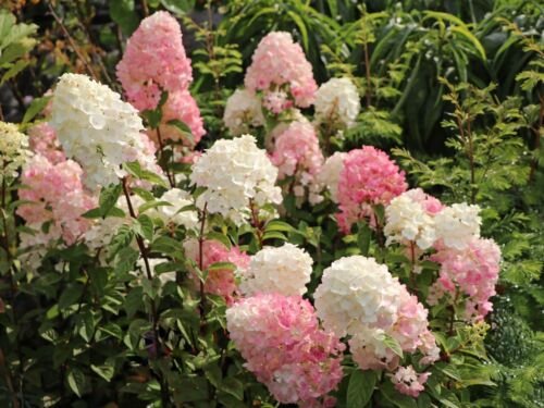 ~~MEGA PEARL~~Hydrangea Starter Plant~~WHITE & LIGHT PINK ALL AT ONCE!