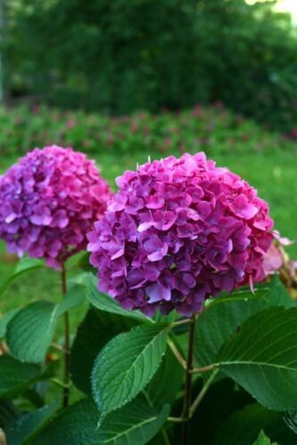 ~LET'S DANCE RAVE~~Hydrangea Starter Plant~DEEP VIOLET PURPLE TO CHARTREUSE PINK