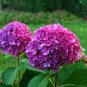 ~LET'S DANCE RAVE~~Hydrangea Starter Plant~DEEP VIOLET PURPLE TO CHARTREUSE PINK