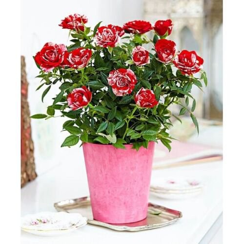 Parade Gigi Miniature Rose Bush~SMALL STARTER PLANT~Beautiful Red & White Stripe