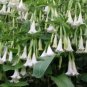**GIANT WHITE** Brugmansia Angels Trumpet Plant** Fragrant Large White Flowers**