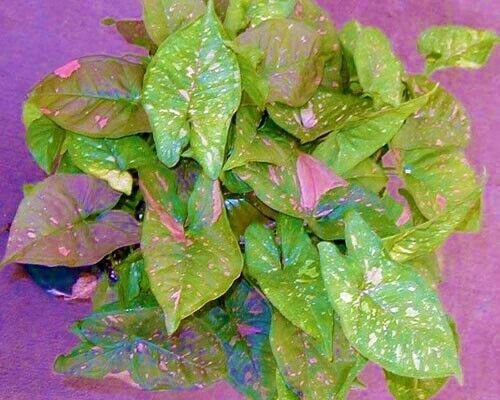 PINK SPLASH* SYNGONIUM*Starter Plant**Arrowhead**Pink Splashed Leaves