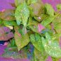 PINK SPLASH* SYNGONIUM*Starter Plant**Arrowhead**Pink Splashed Leaves